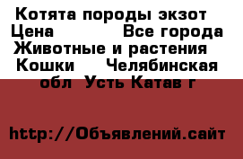 Котята породы экзот › Цена ­ 7 000 - Все города Животные и растения » Кошки   . Челябинская обл.,Усть-Катав г.